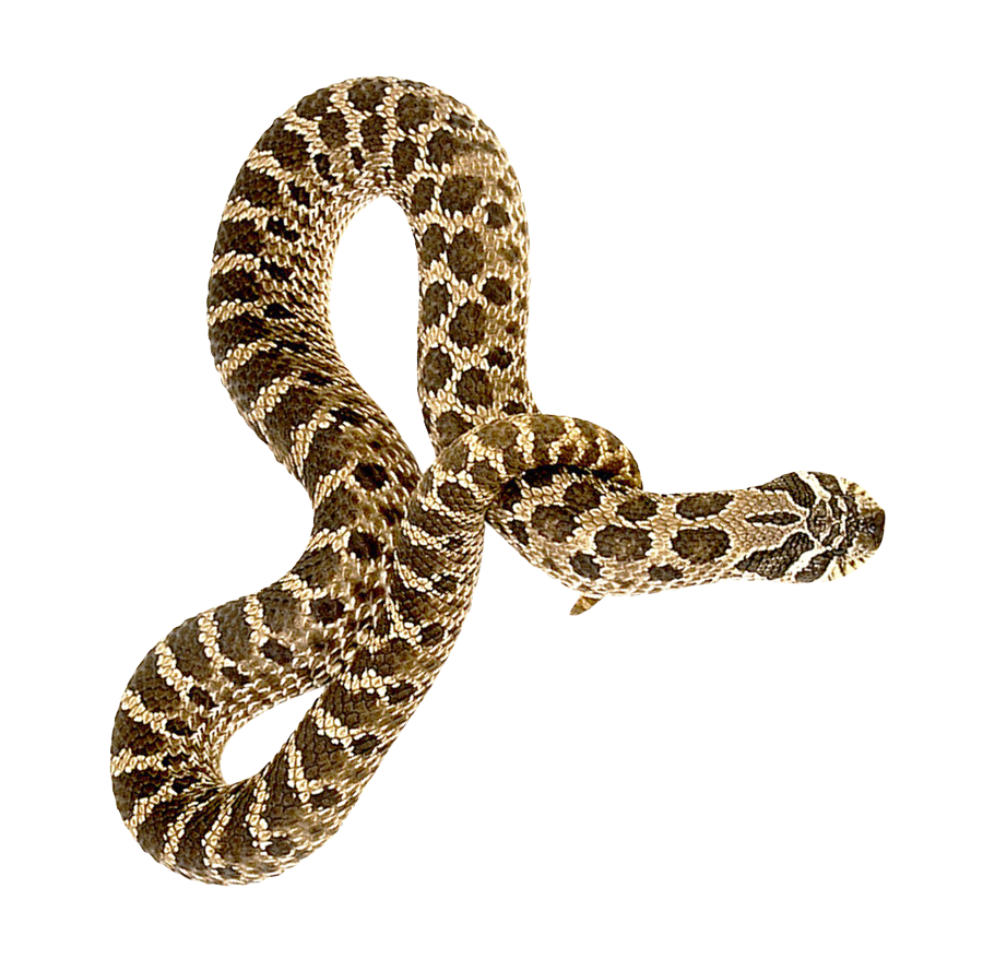 Coral False Snake Download HQ PNG Image