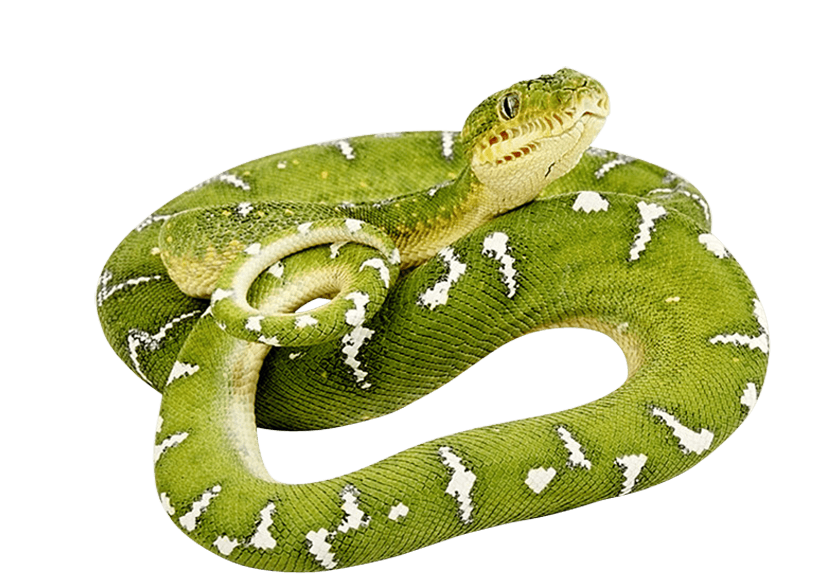 Green Snake Png Image PNG Image