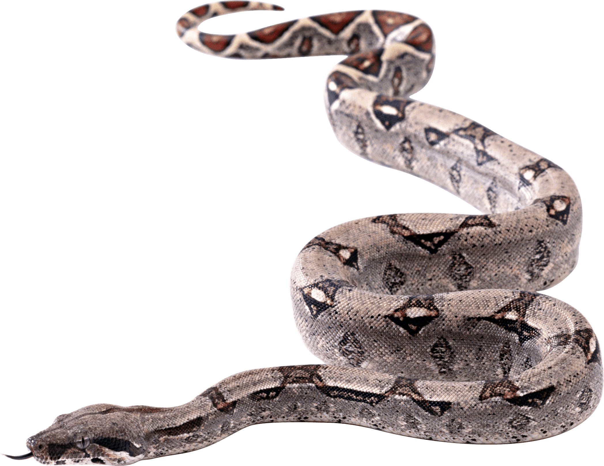 Snake Png Image Picture Download PNG Image