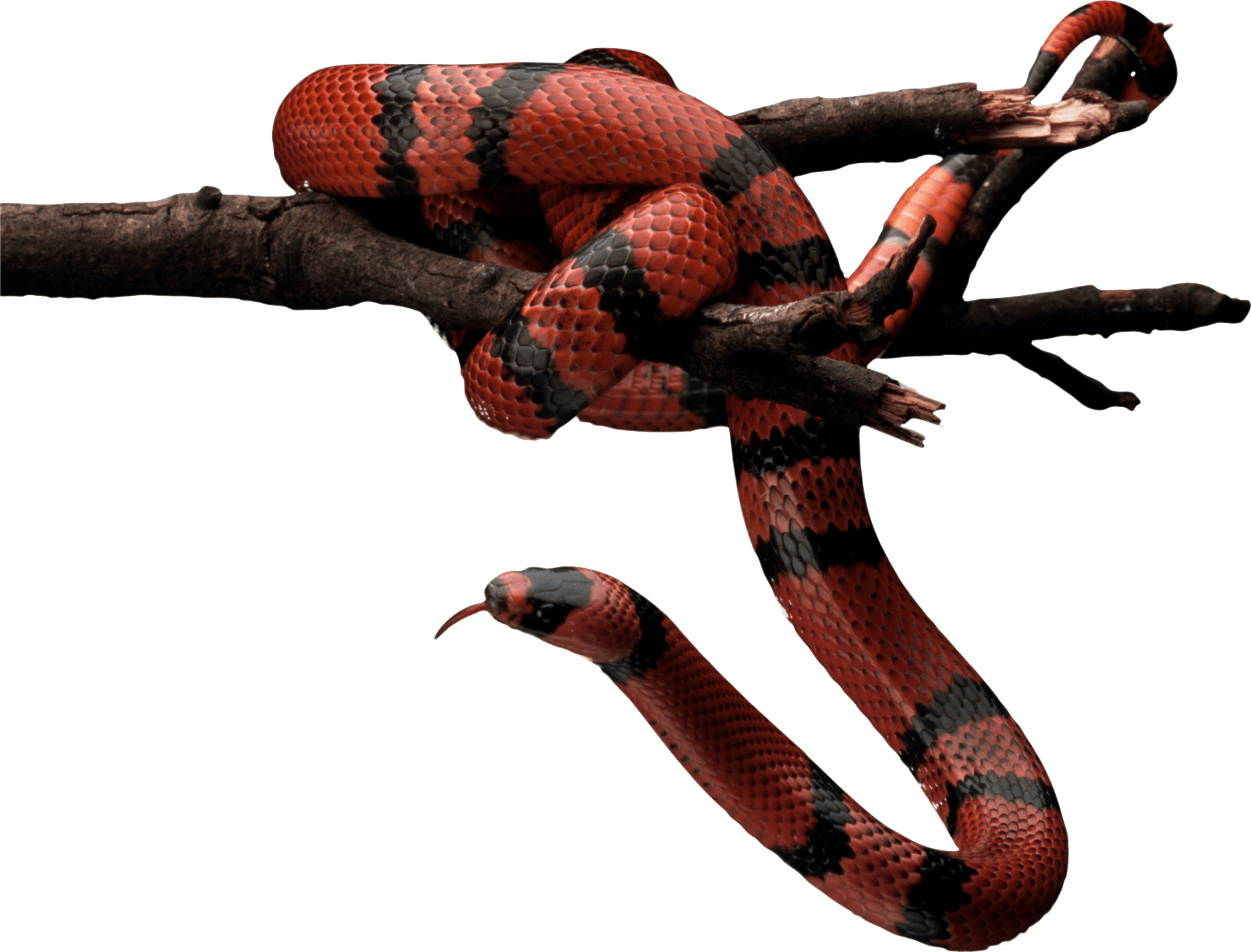 Red Snake Png Image Picture Download PNG Image
