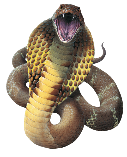 Cobra Snake File PNG Image