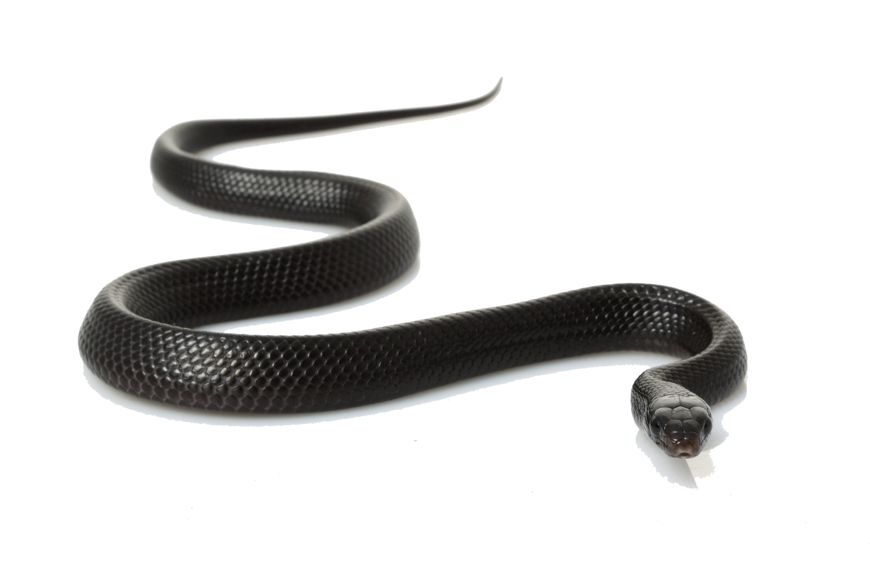 Black Snake Clipart PNG Image