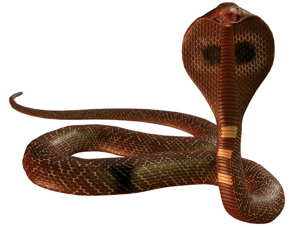 Cobra Snake Picture PNG Image