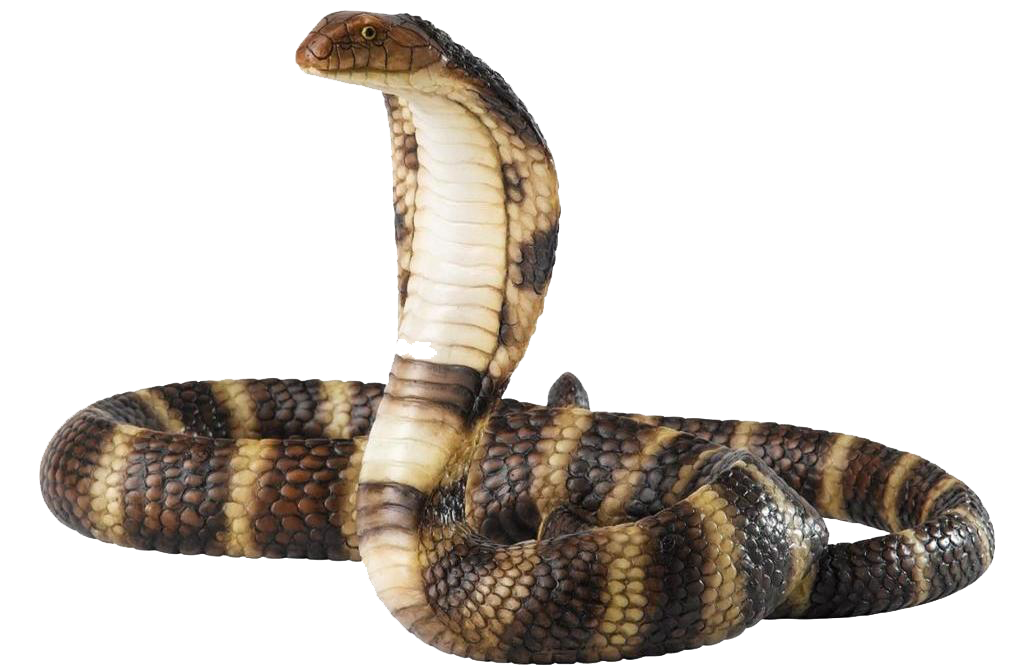 Cobra Snake Free Download PNG Image