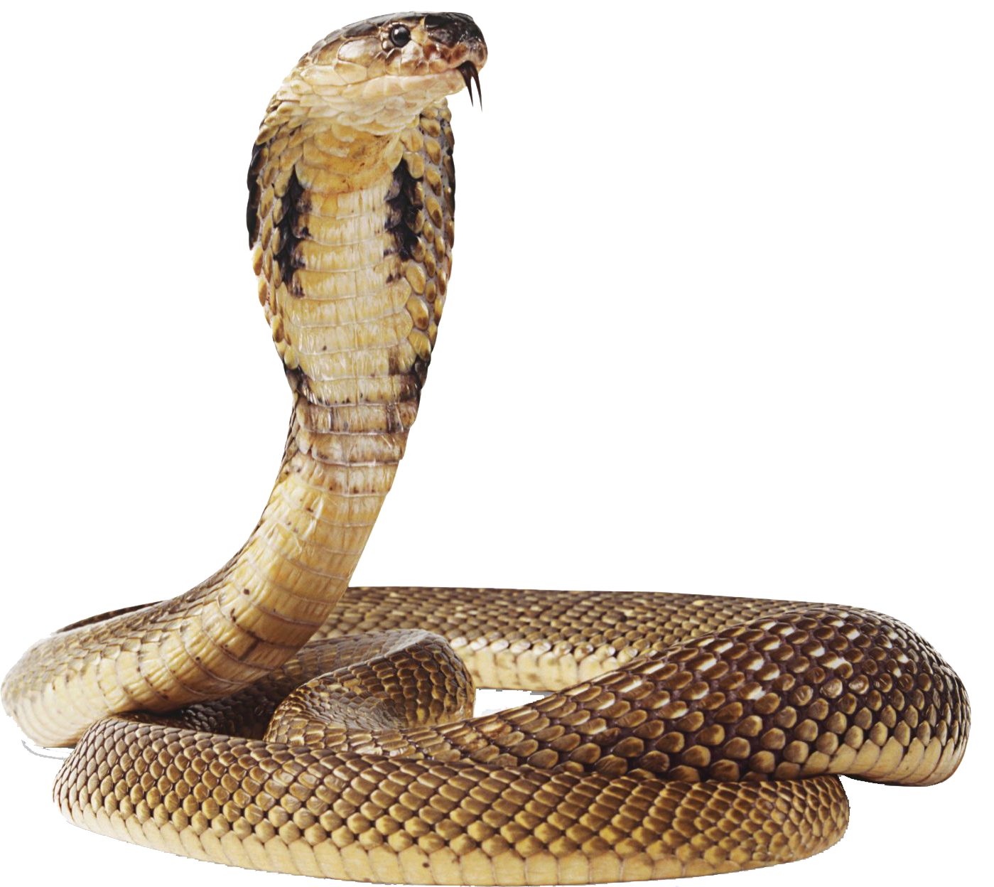Download Cobra Snake Transparent Image Hq Png Image Freepngimg