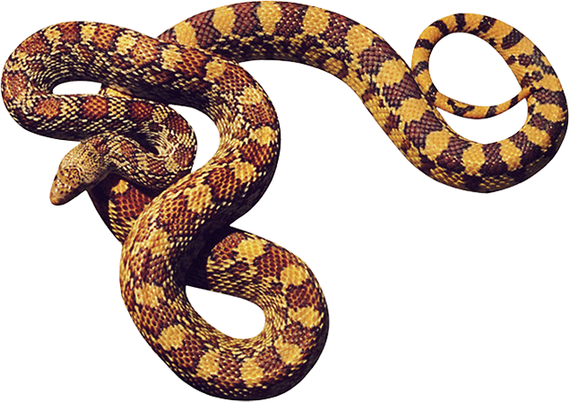 Snake Png Image Picture Download PNG Image