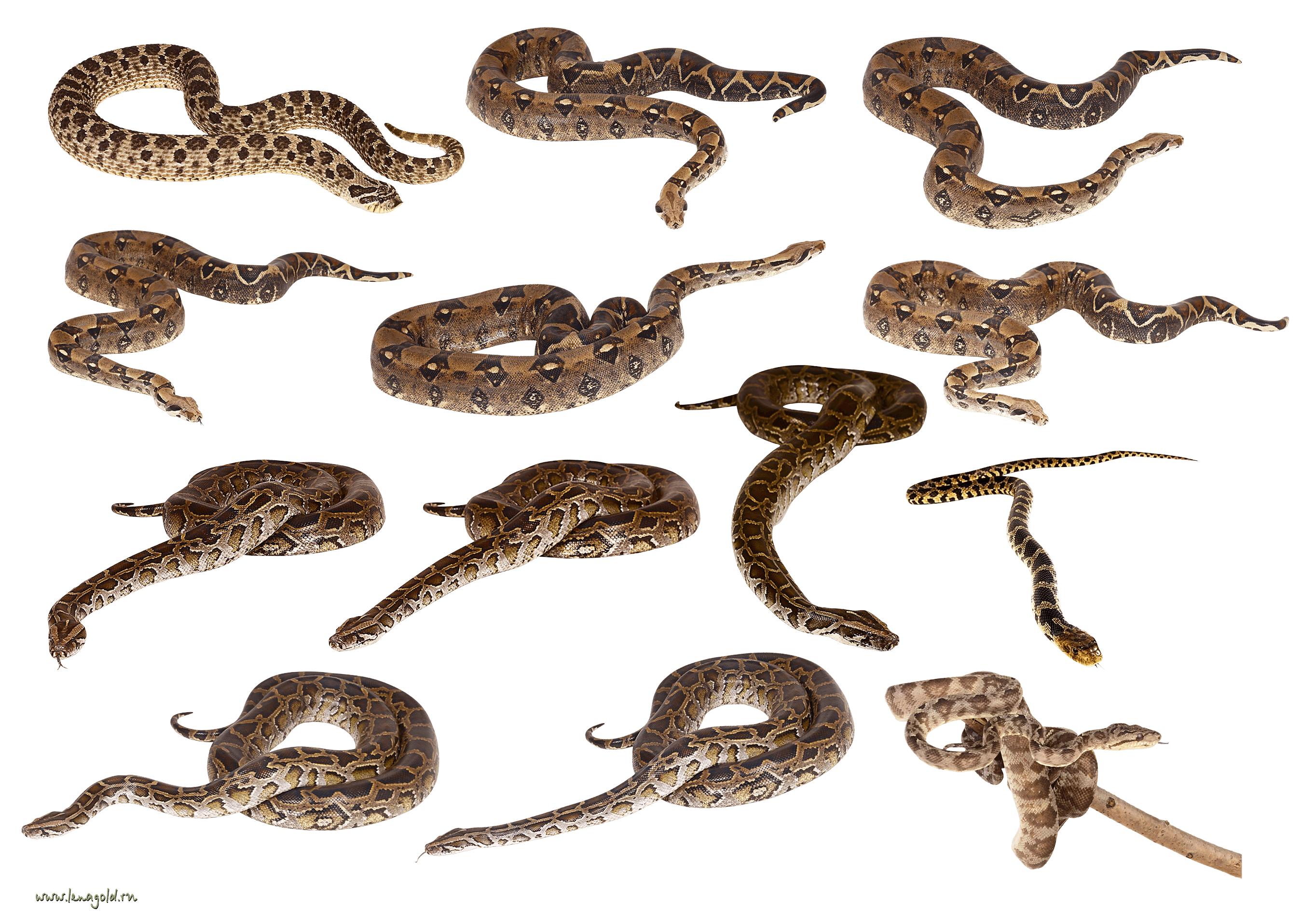 Snakes Clipart Png Images PNG Image