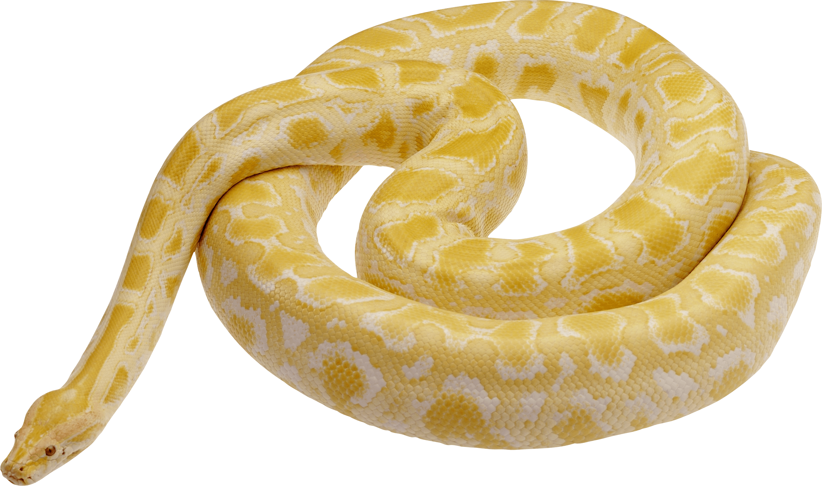 Snake Png Image Picture Download PNG Image