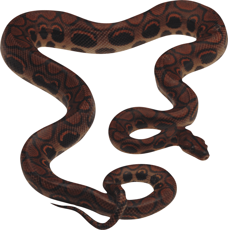 Snake Png Image Picture Download PNG Image