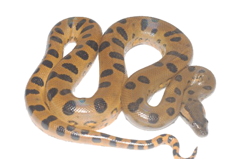 Anaconda Transparent Image PNG Image