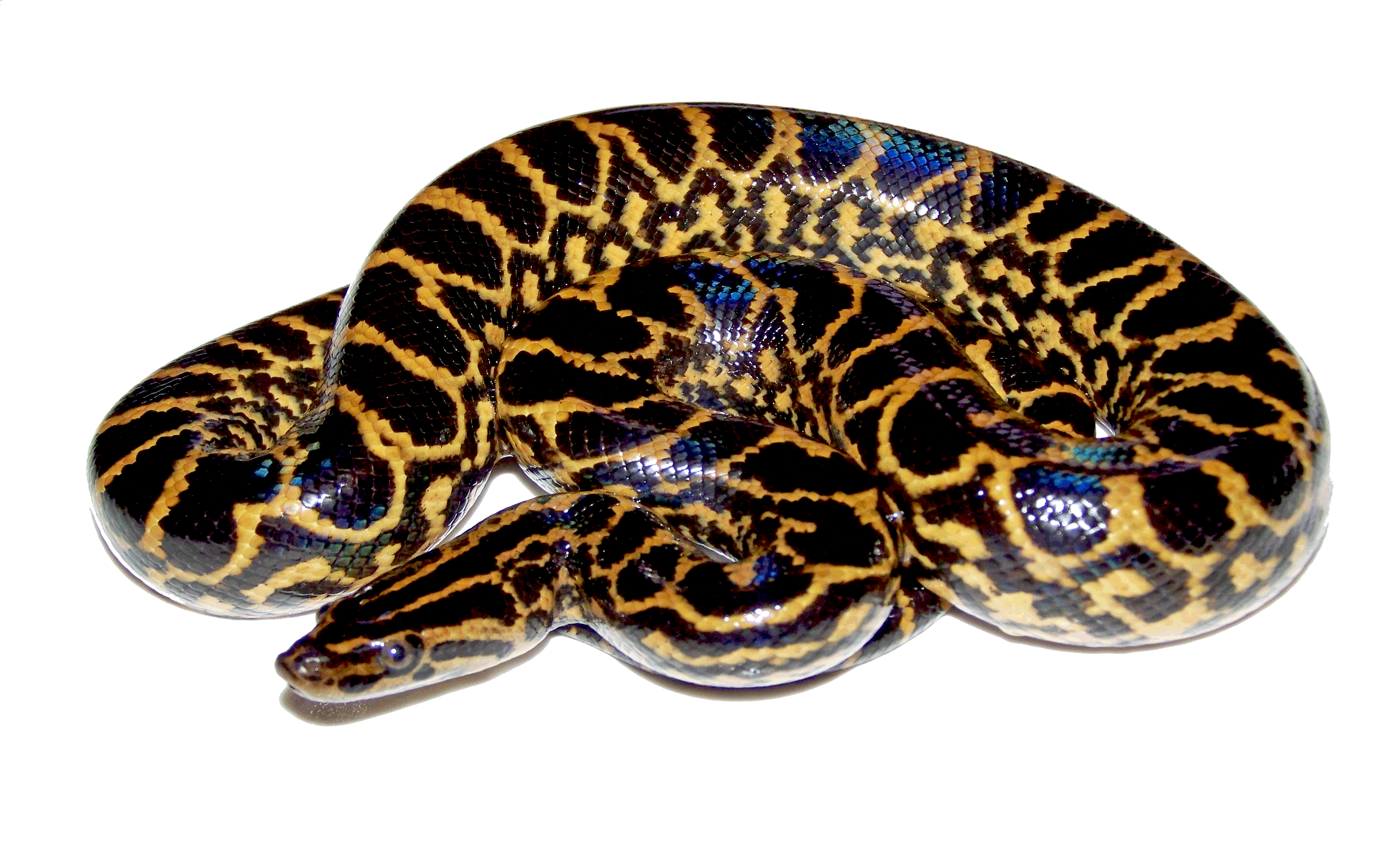 Anaconda Hd PNG Image