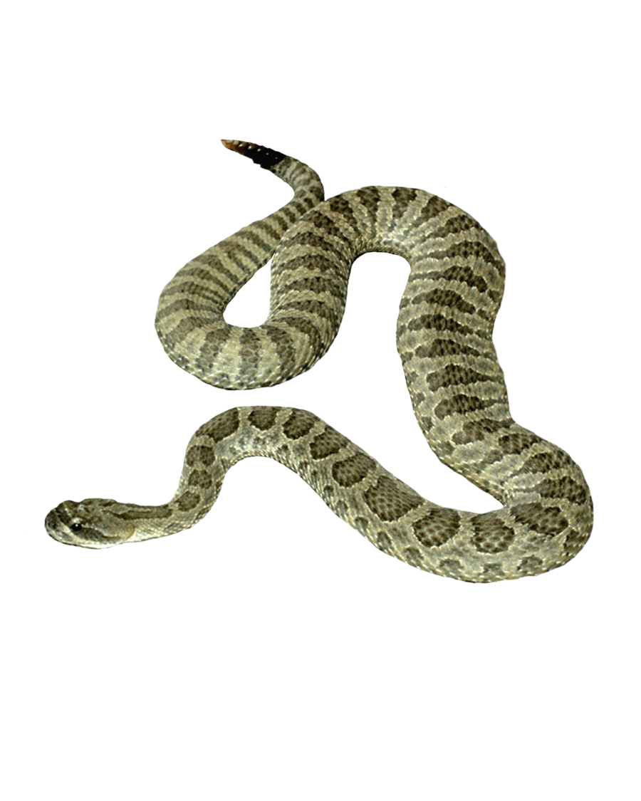 Snake Png Image Picture Download PNG Image