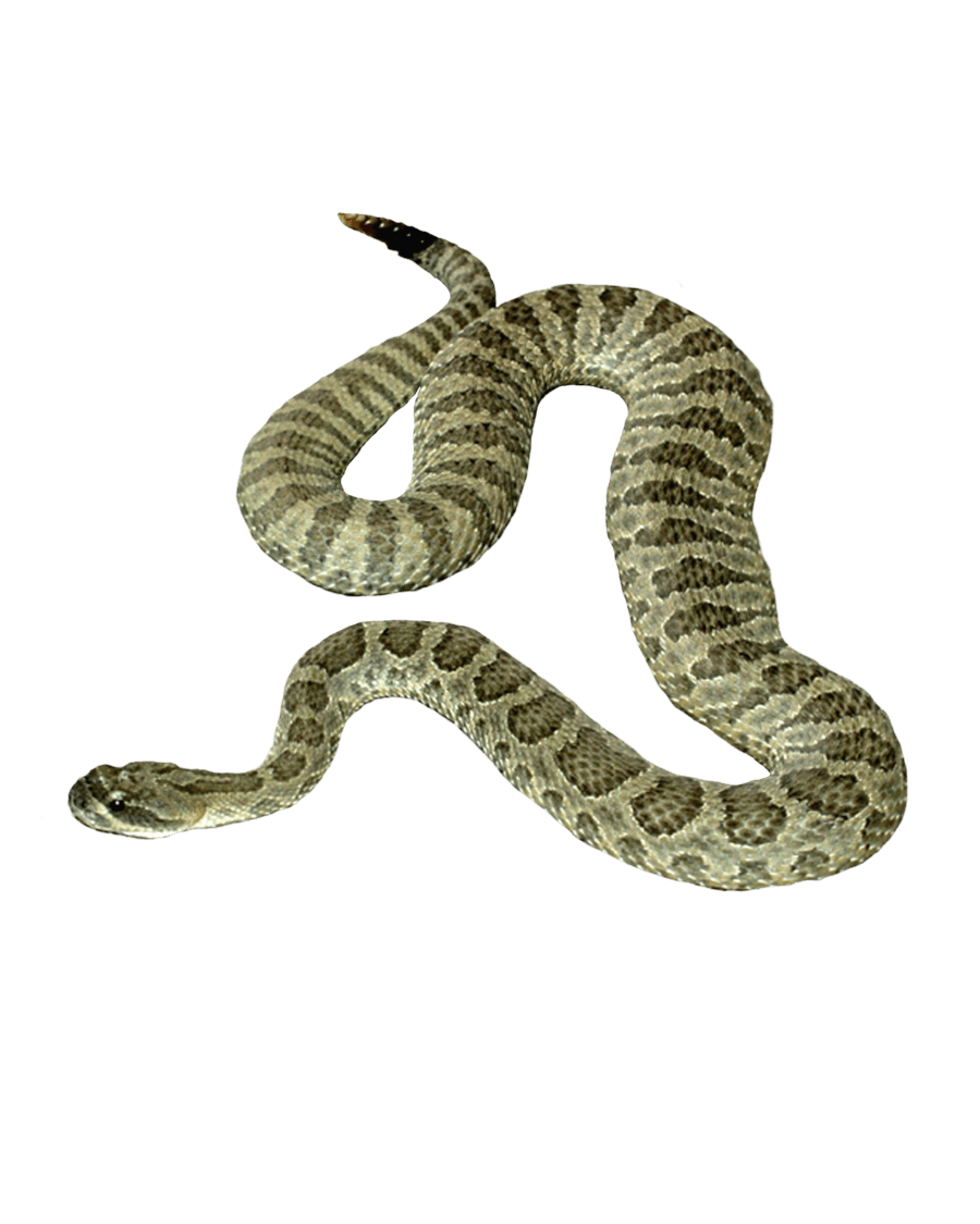 Snake Png Image Picture Download  PNG Image