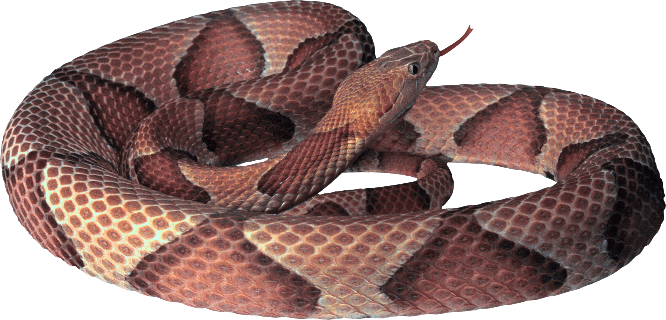 Snake Png Image Picture Download PNG Image