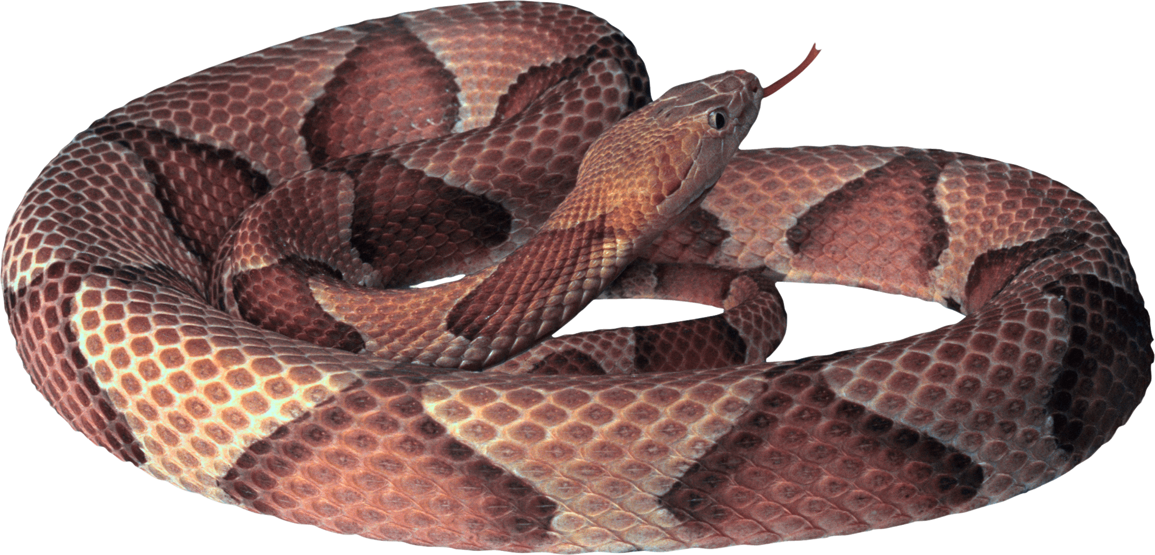 Snake Png Image Picture Download  PNG Image