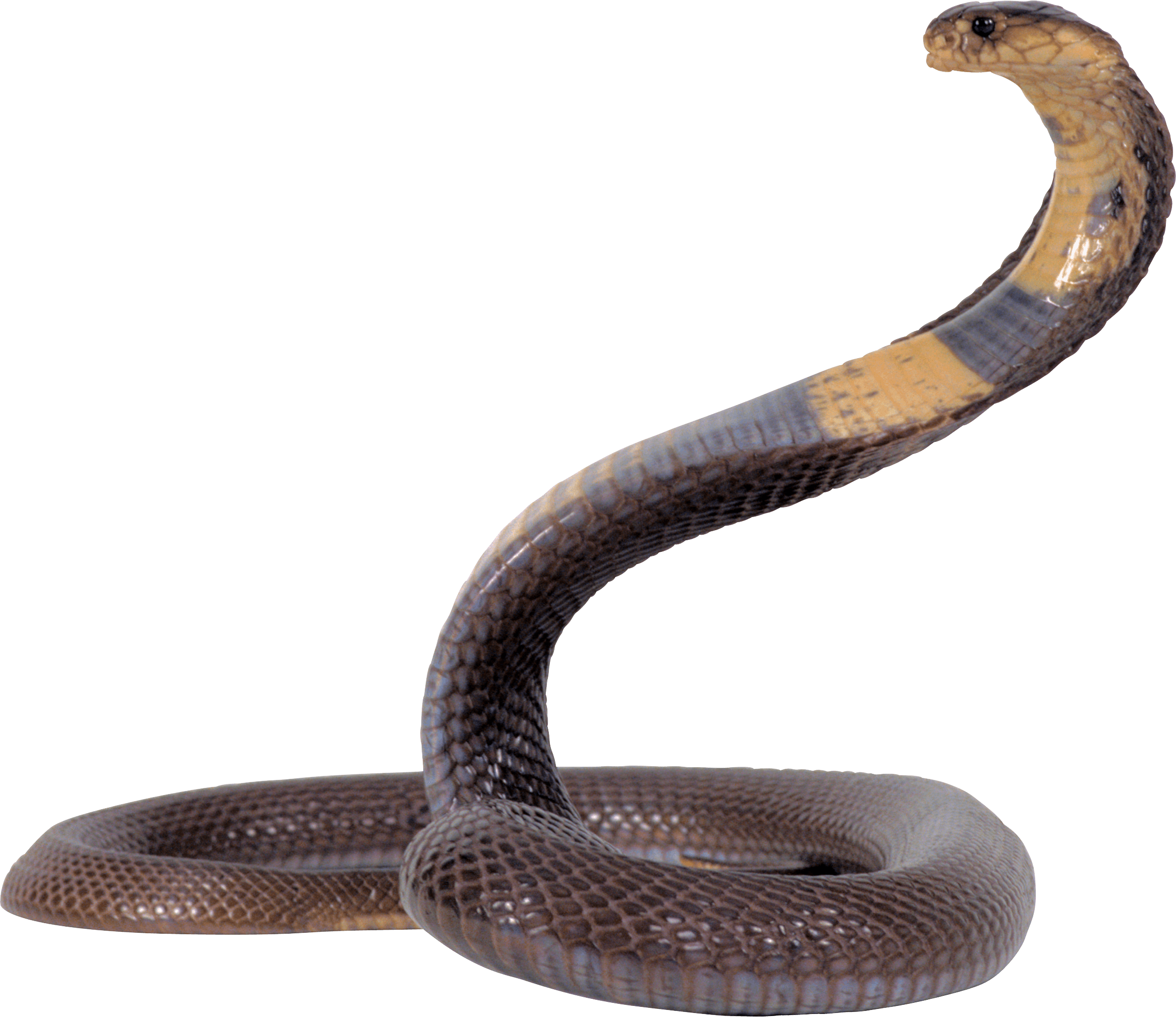 Cobra Snake Png Image Download Picture PNG Image