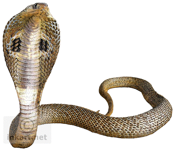 Cobra Snake Transparent Background PNG Image