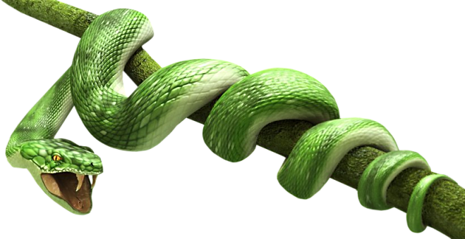 Green Snake Transparent Image PNG Image