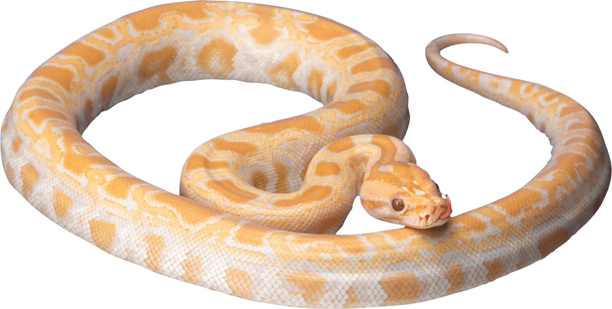 White Snake Png Image Picture Download PNG Image