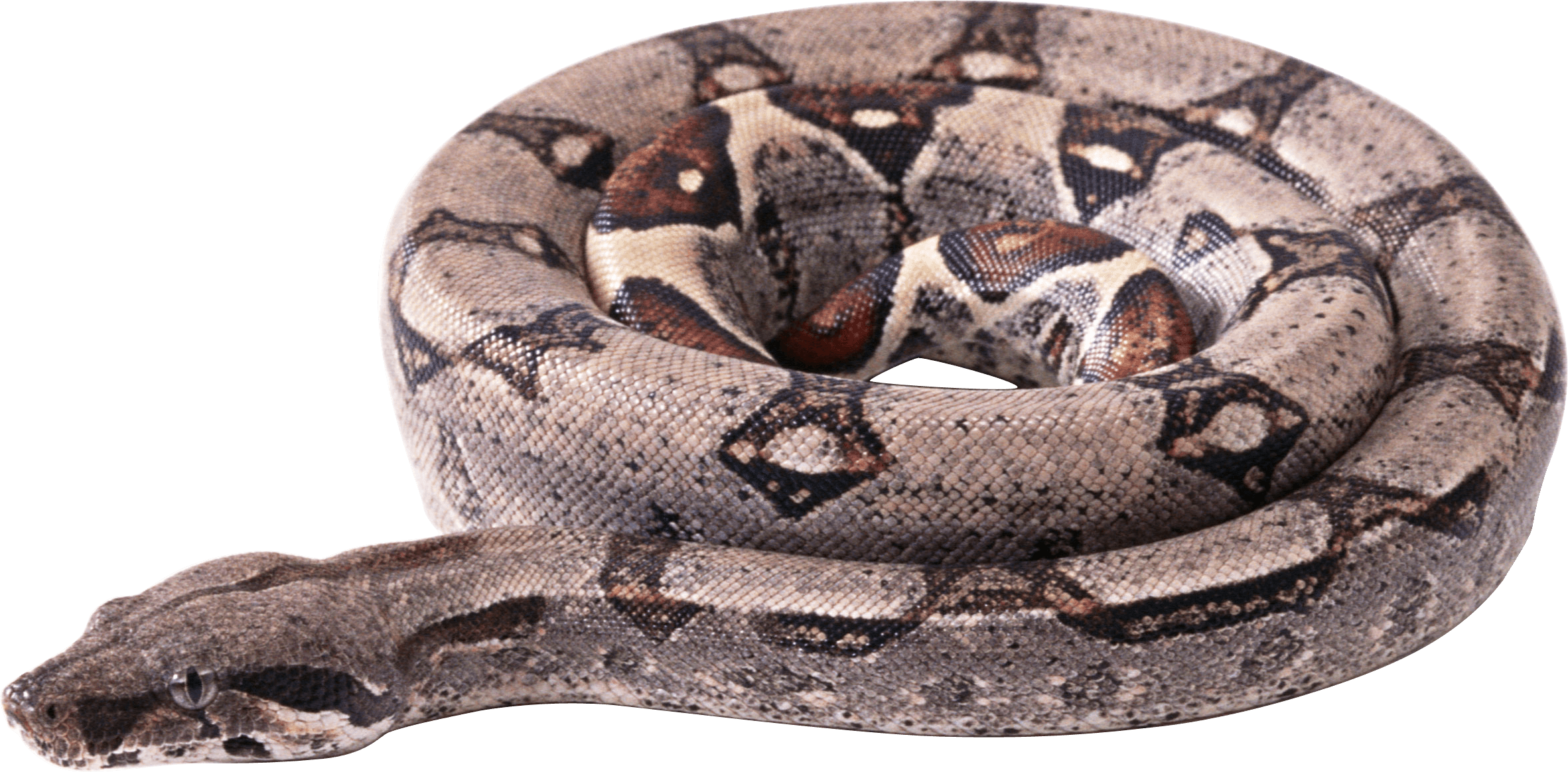 Snake Png Image Picture Download PNG Image