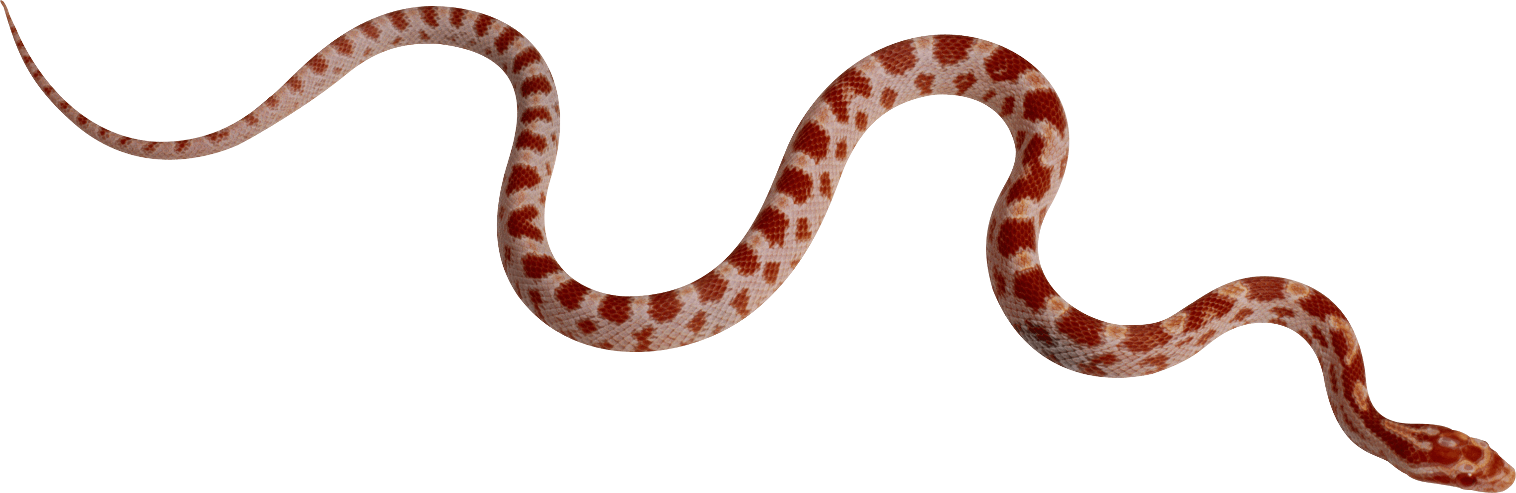 Snake Png Image Picture Download PNG Image