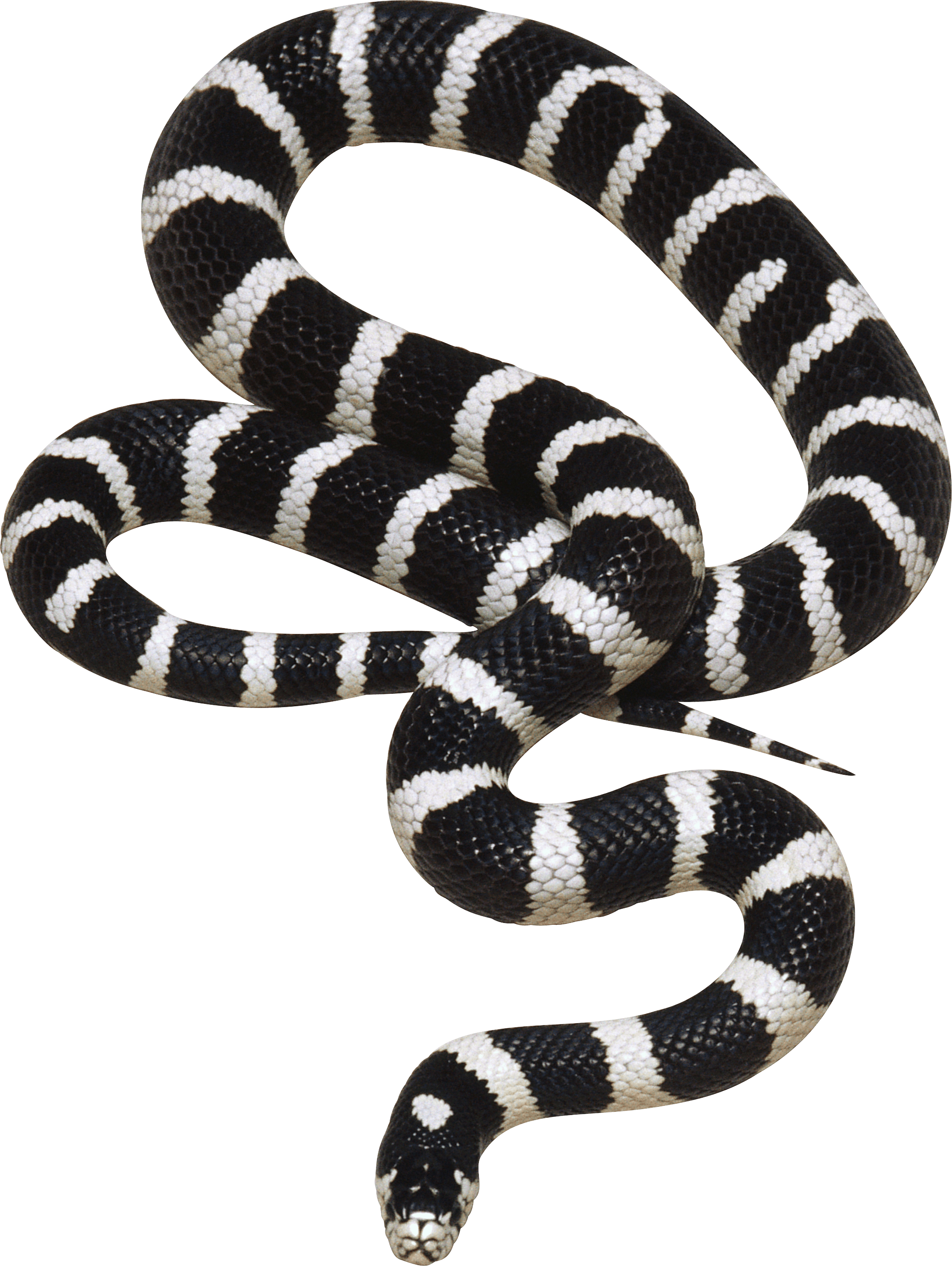 Snake Png Image Picture Download PNG Image