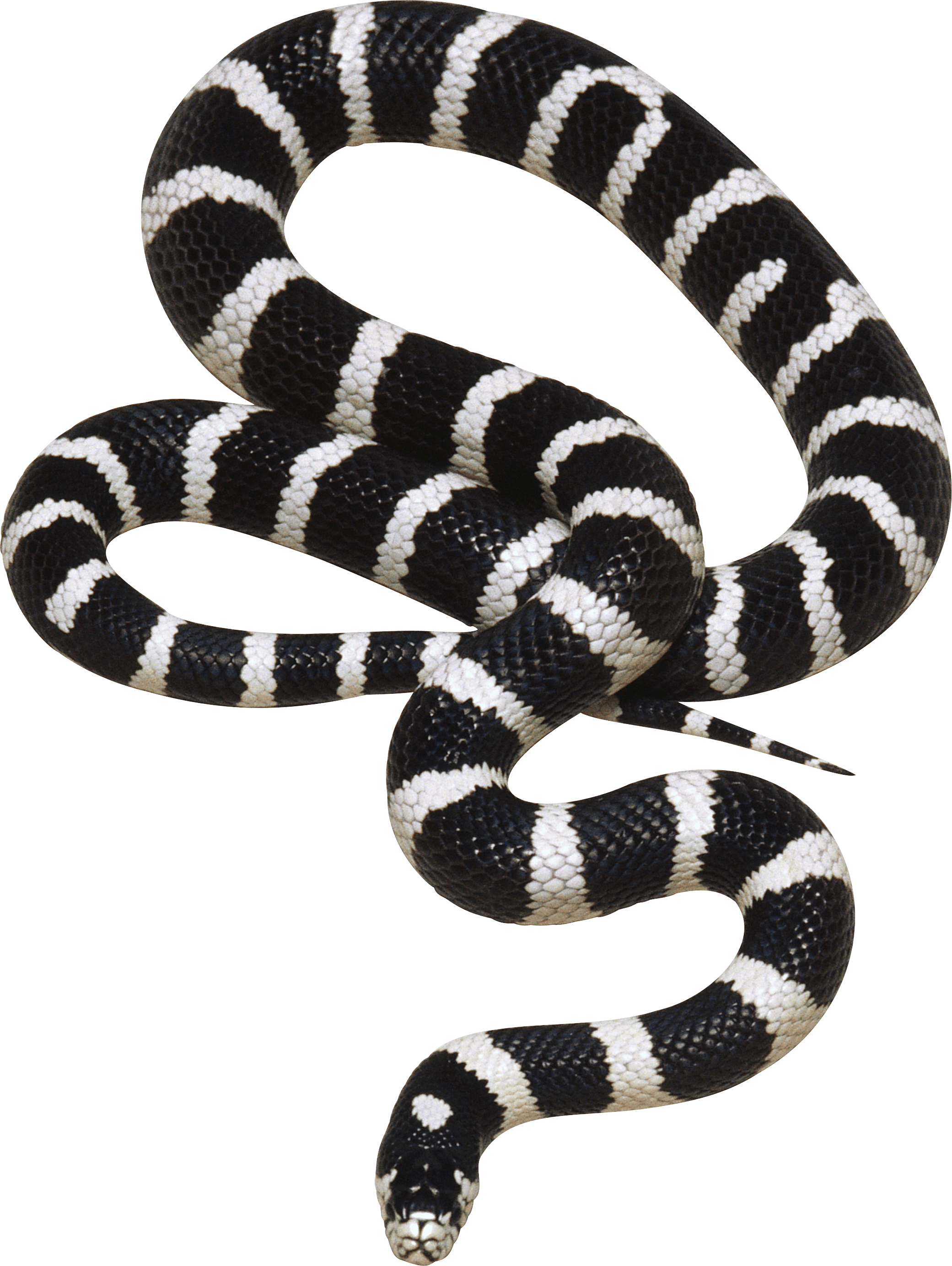 Snake Png Image Picture Download  PNG Image