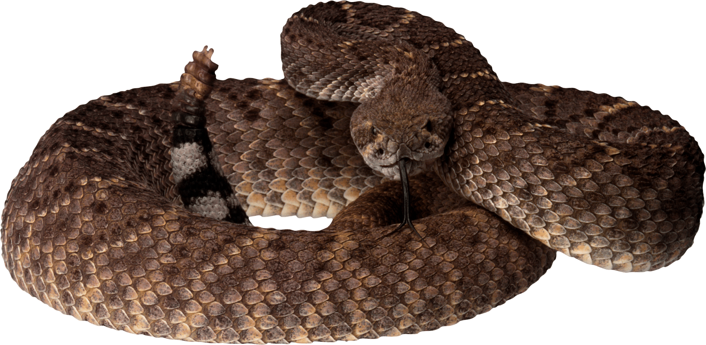 Snake Png Image Picture Download PNG Image