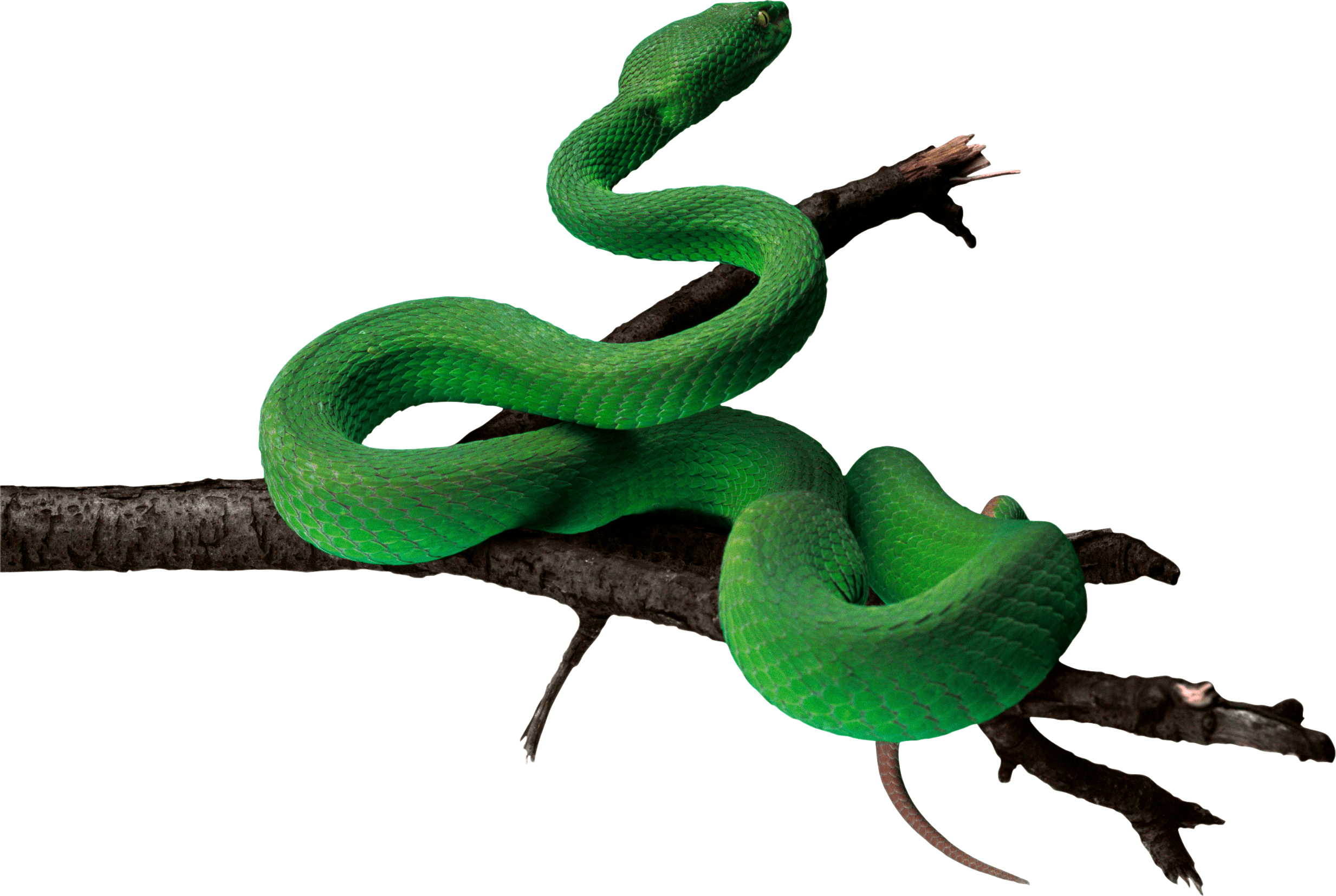 Green Snake Png Image PNG Image