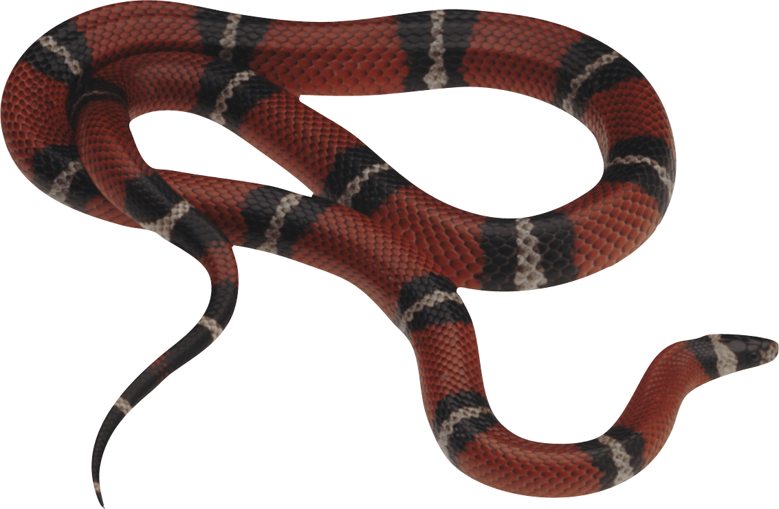 Snake Png Image Picture Download PNG Image