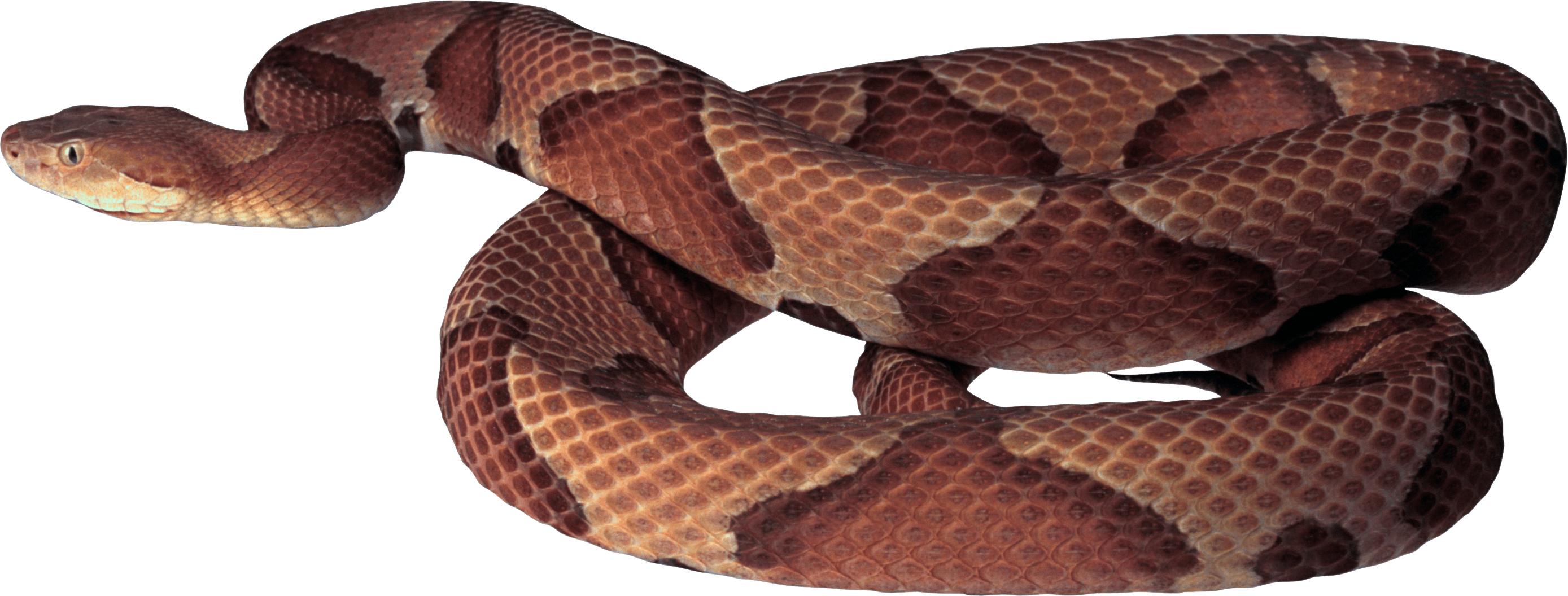 Snake Png Image Picture Download  PNG Image