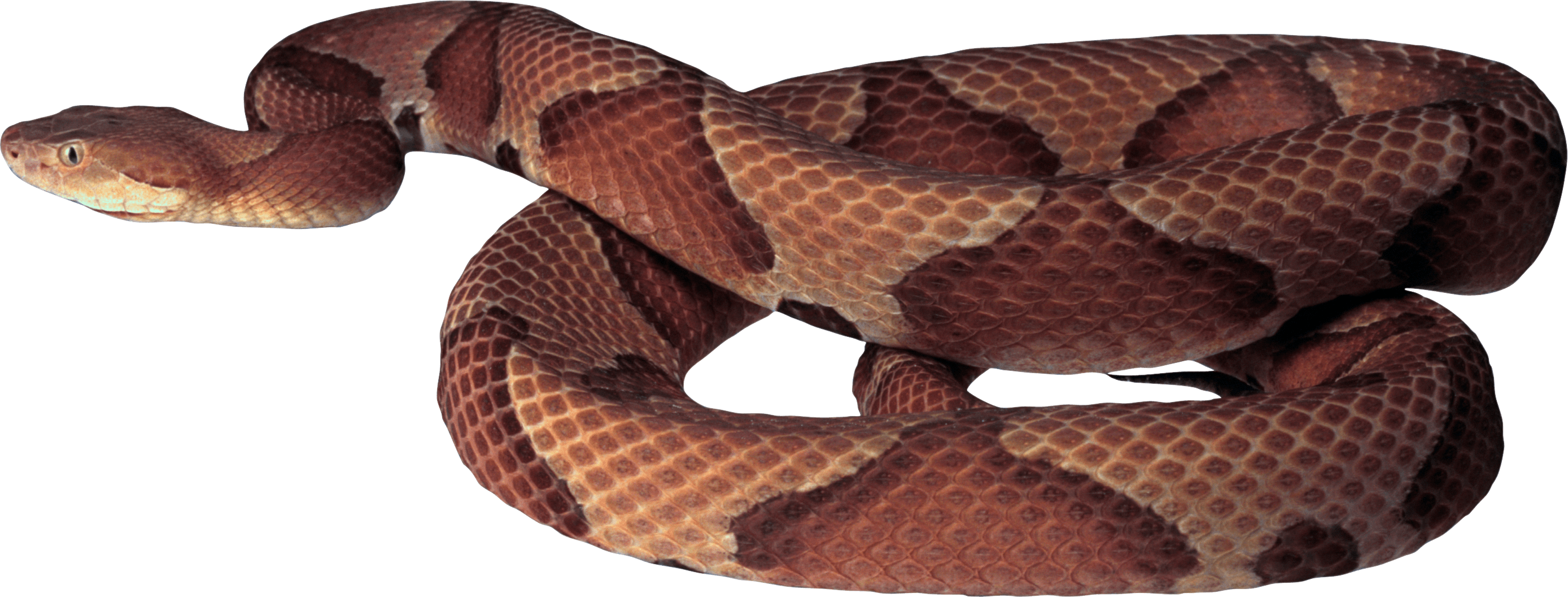 Snake Png Image Picture Download PNG Image