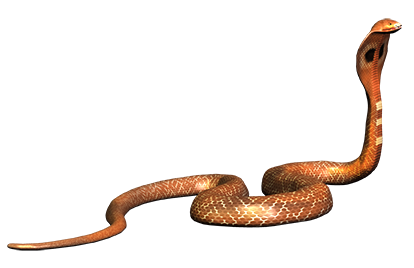 Snake PNG Image