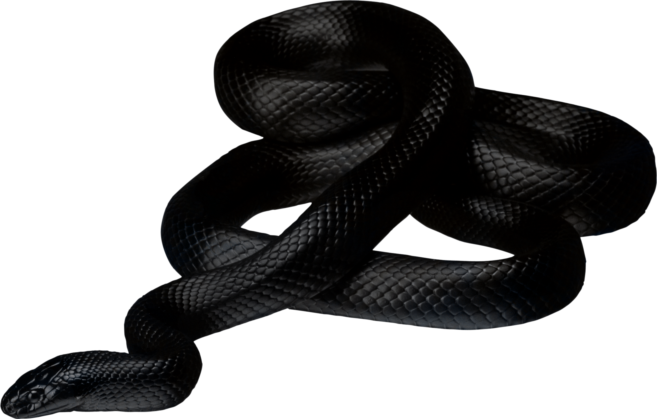 Black Snake Png Image Picture Download PNG Image