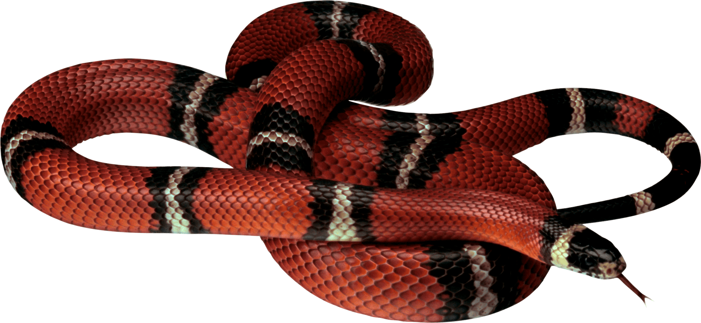 Snake Png Image Picture Download PNG Image