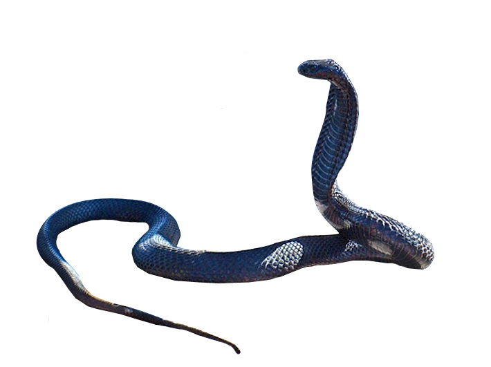 Snake Png PNG Image