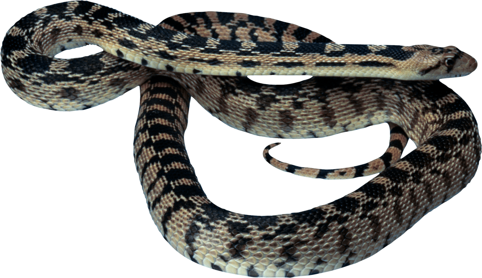 Snake Png Image Picture Download PNG Image