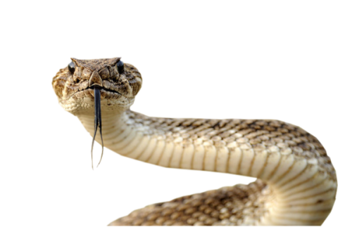 Snake Png Images PNG Image