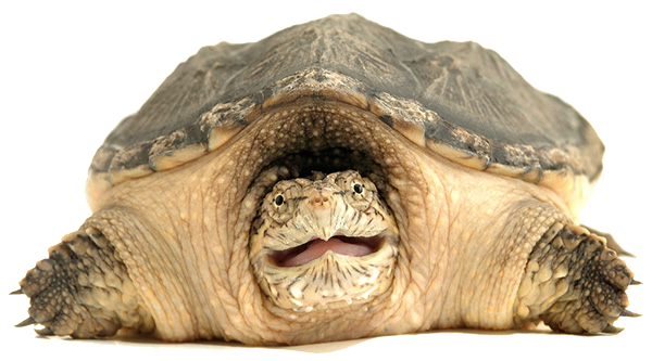 Snapping Turtle Png Clipart PNG Image