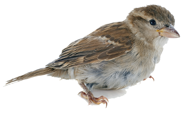 Sparrow Picture PNG Image