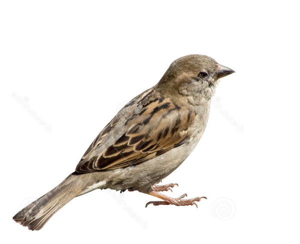 Sparrow Png PNG Image