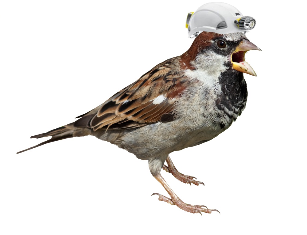 Sparrow Png Picture PNG Image