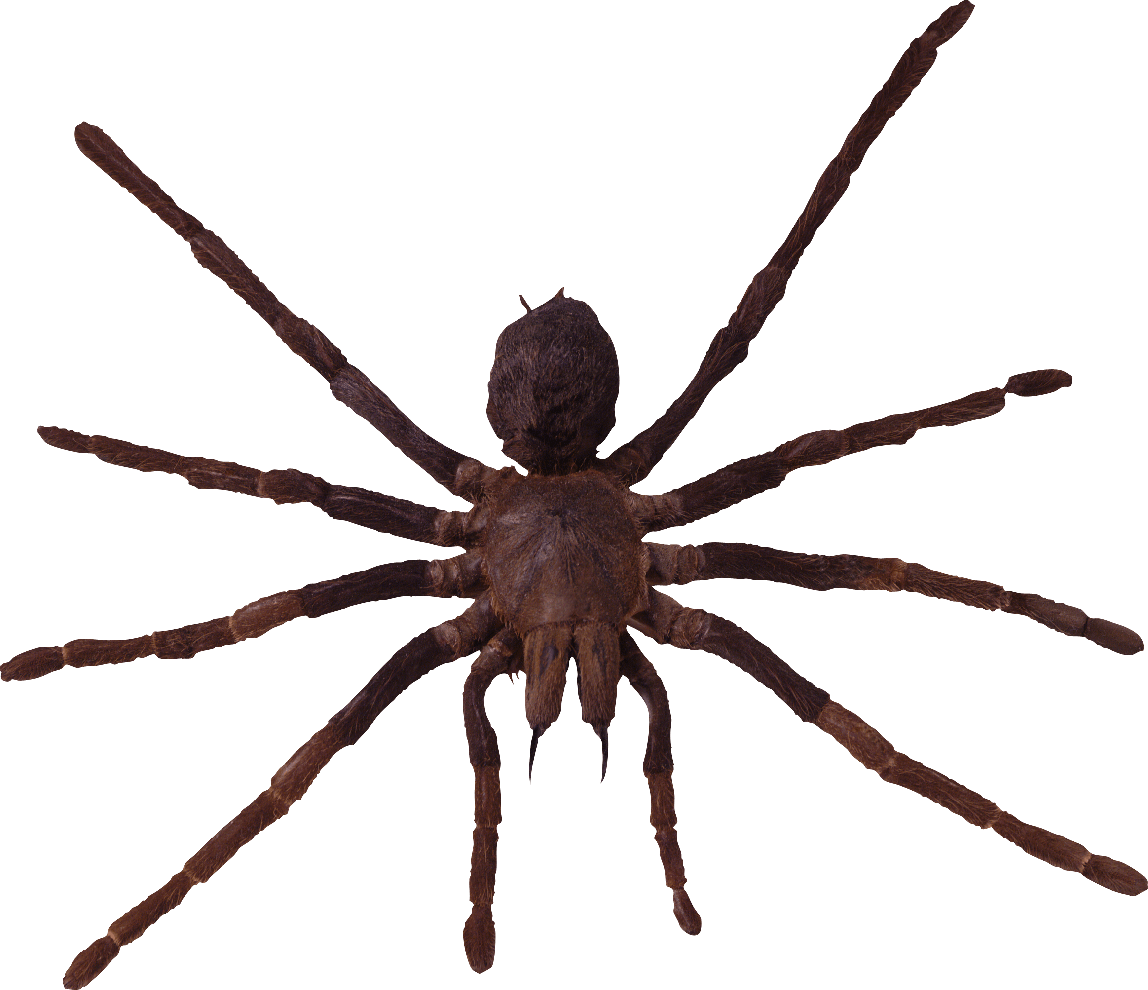 Spider Png Image PNG Image