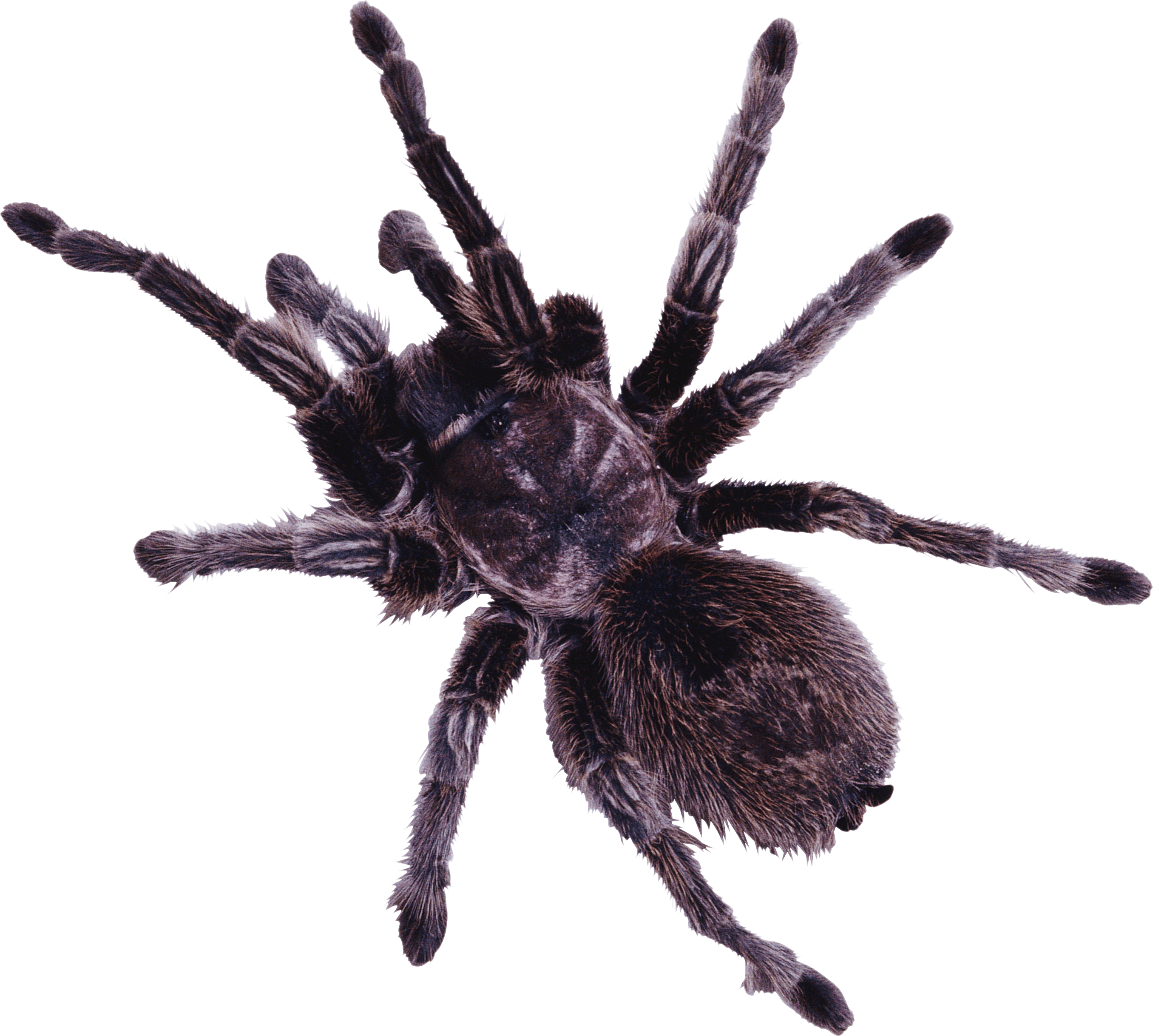 Spider Png Image PNG Image