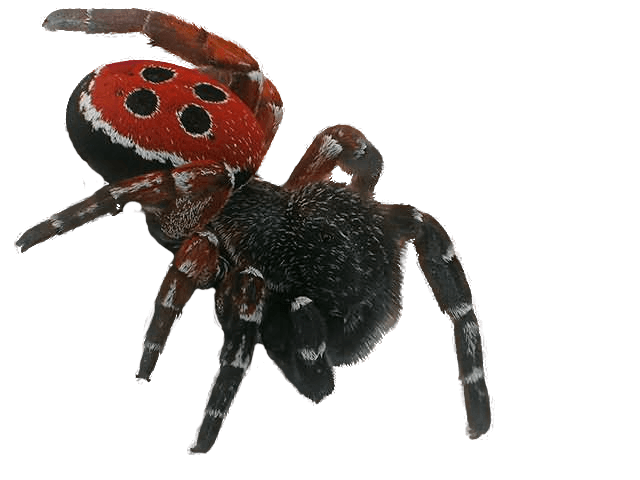 Spider Png Image PNG Image