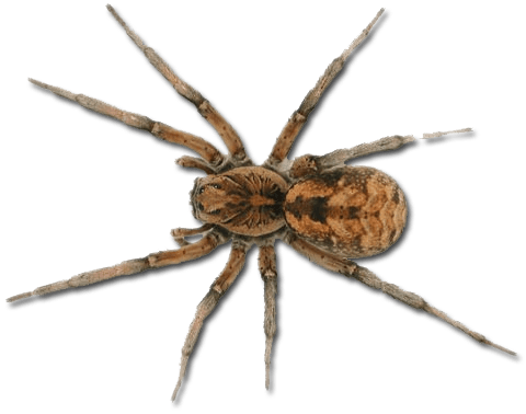 Spider Png Image PNG Image