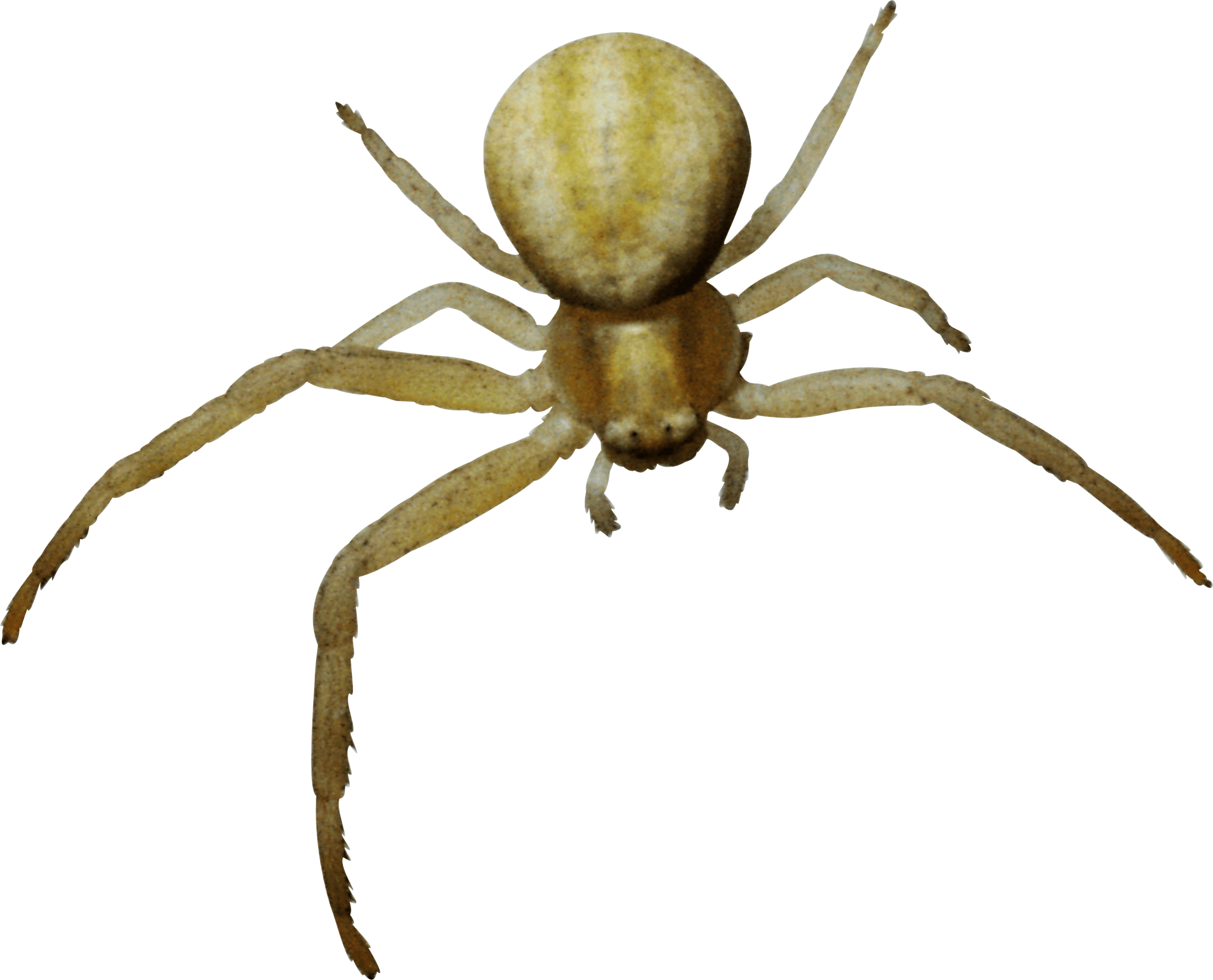 Spider Png Image PNG Image