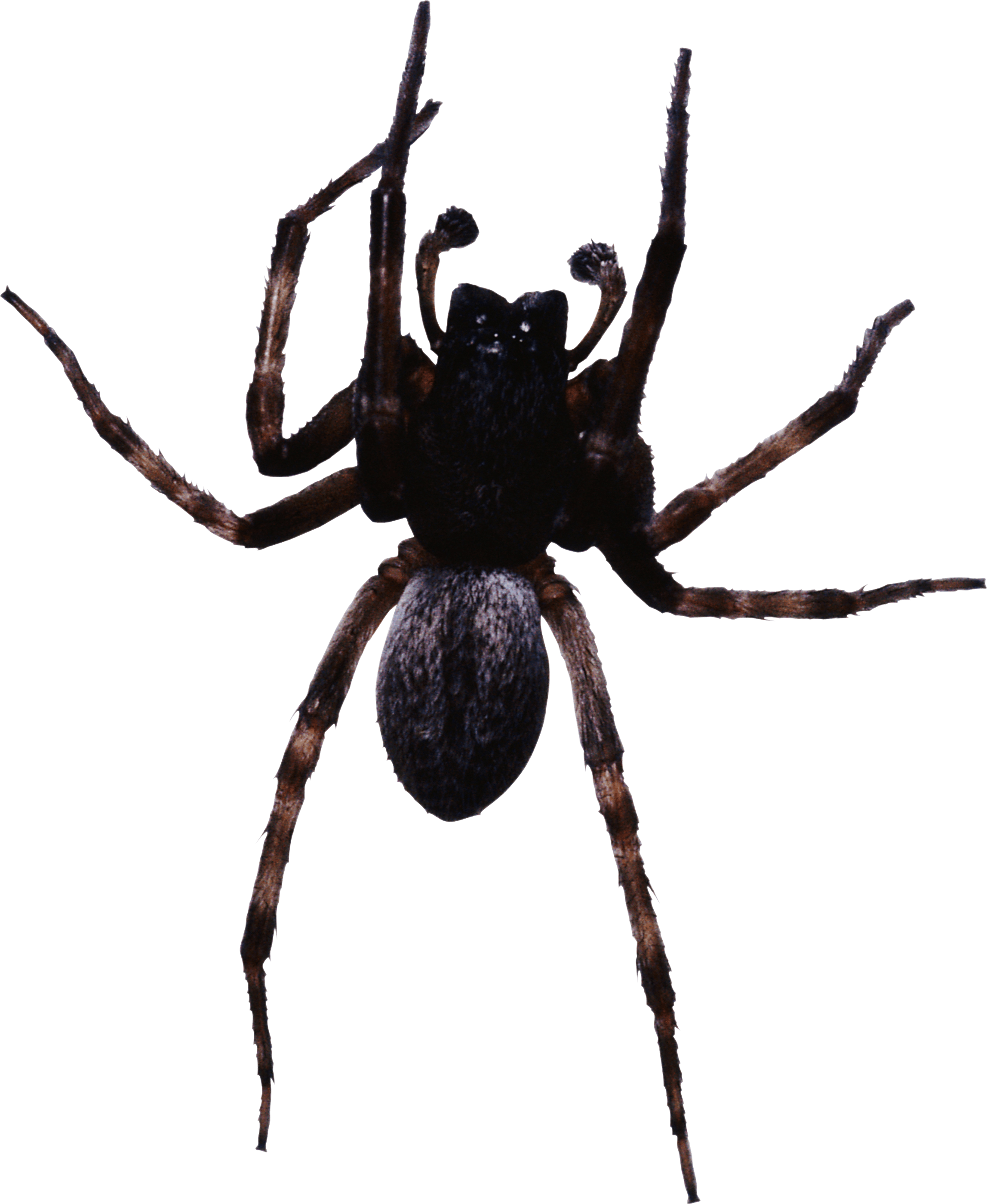 Spider Png Image PNG Image