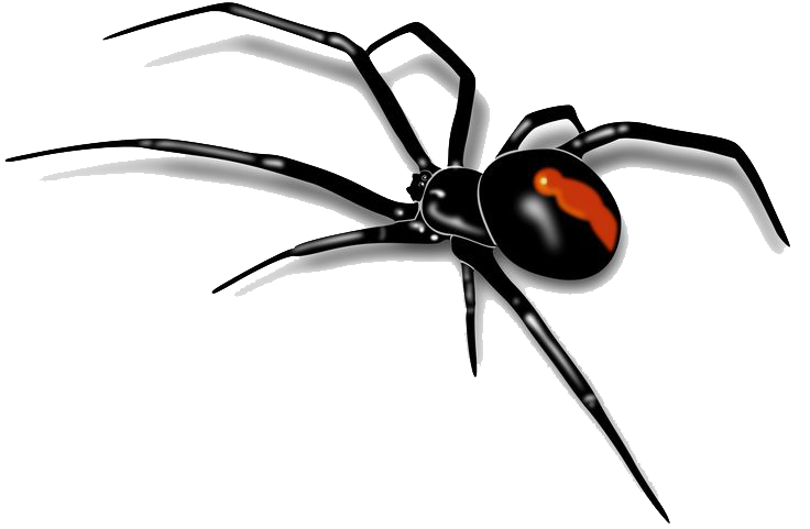 Spider PNG Image