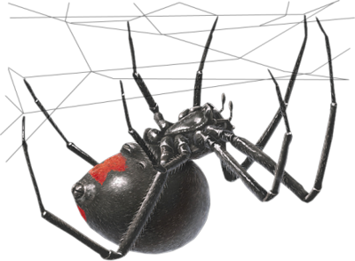 Black Widow Spider Transparent Image PNG Image